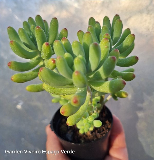 Sedum Alice Evans - Muda de Suculenta no tamanho de vaso 06.