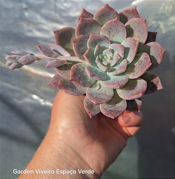 Graptoveria Milk Way - Muda de Suculenta no tamanho de vaso 06.
