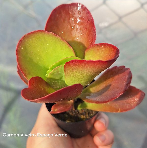 Kalanchoe Vivian - Muda de Suculenta no tamanho de vaso 06.