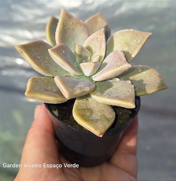 Graptopetalum Paraguaience - Muda de Suculenta no tamanho de vaso 06.