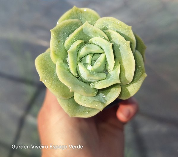 Graptoveria Lovely Rose - Muda de Suculenta no tamanho de vaso 06.