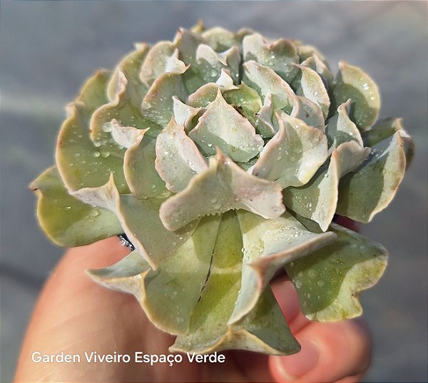 Echeveria Nichi - Muda de Suculenta no tamanho de vaso 06.