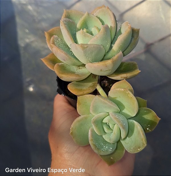 Graptoveria Fantome - Muda de Suculenta no tamanho de vaso 06.