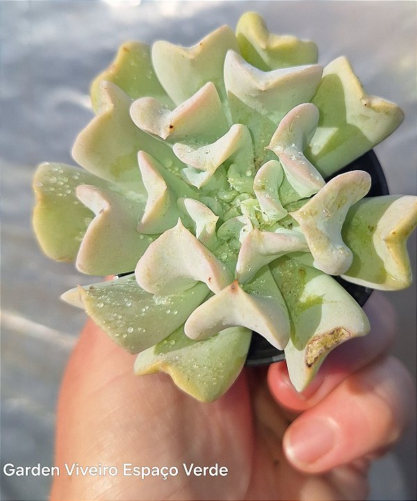 Echeveria Topsy Turvy - Muda de Suculenta no tamanho de vaso 06.
