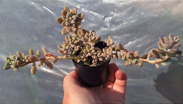 Graptupetatum Mirinae - Muda de Suculenta no tamanho de vaso 06.