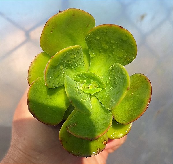Echeveria Gimney tennyo - Muda de Suculenta no tamanho de vaso 06 fica gigante.