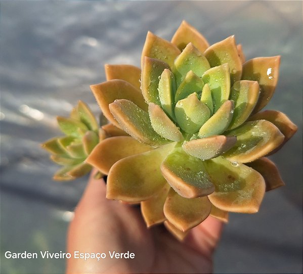 Sedum Crepúsculo - Muda de Suculenta no tamanho de vaso 06 fica gigante.