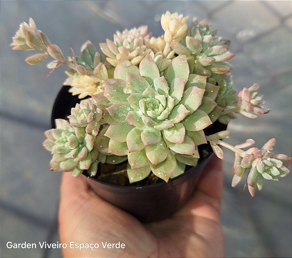 Echeveria Prolifica variegata - Muda de Suculenta COMPACTA no tamanho de vaso 09.