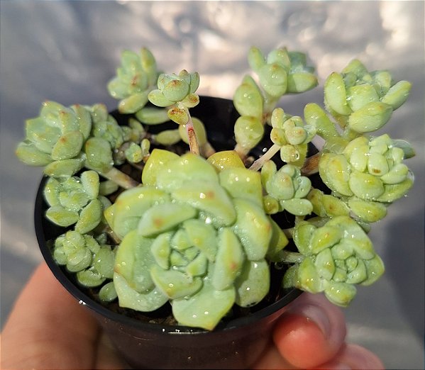 Sedum Perezdelarosae - Muda de Suculenta no tamanho de vaso 06.