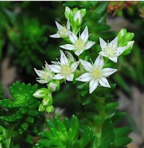 Sedum Goldmanni - Muda de Suculenta no tamanho de vaso 06.