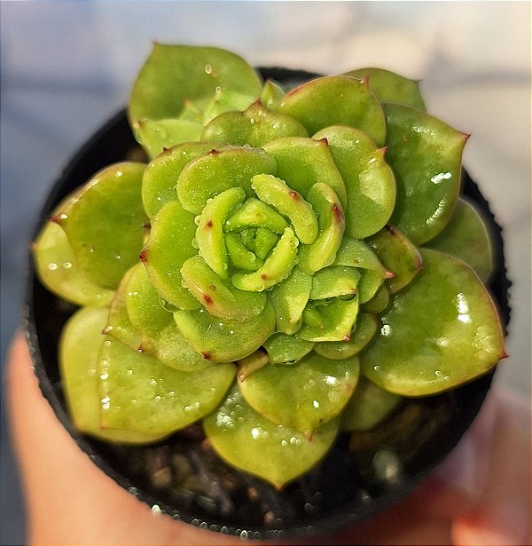 Sedeveria Holly - Muda de Suculenta no tamanho de vaso 06.