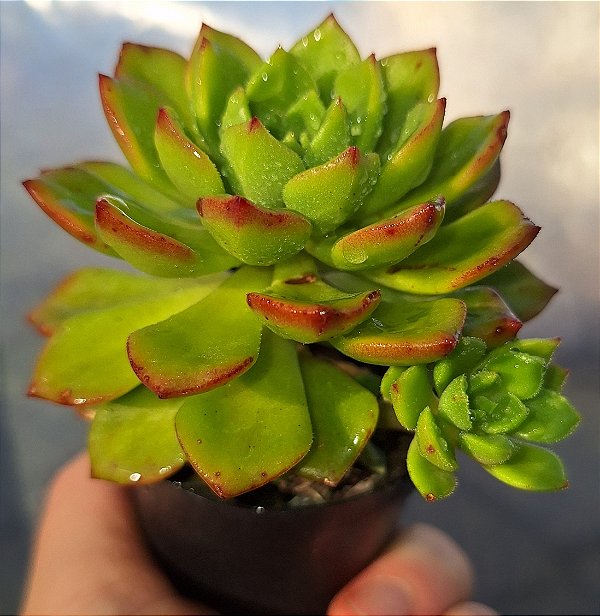 Sedeveria Letizia - Muda de Suculenta no tamanho de vaso 06.