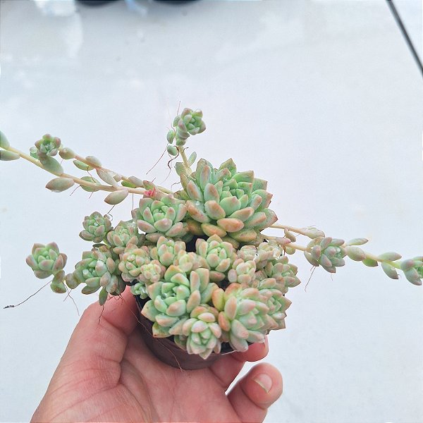 Echeveria Prolífica - Muda de Suculenta no tamanho de vaso 06.