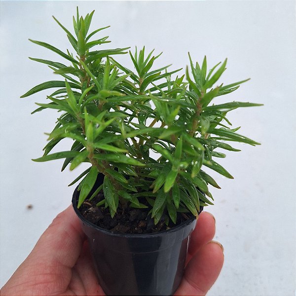 Sedum Lineare verde - Muda de Suculenta no tamanho de vaso 06.