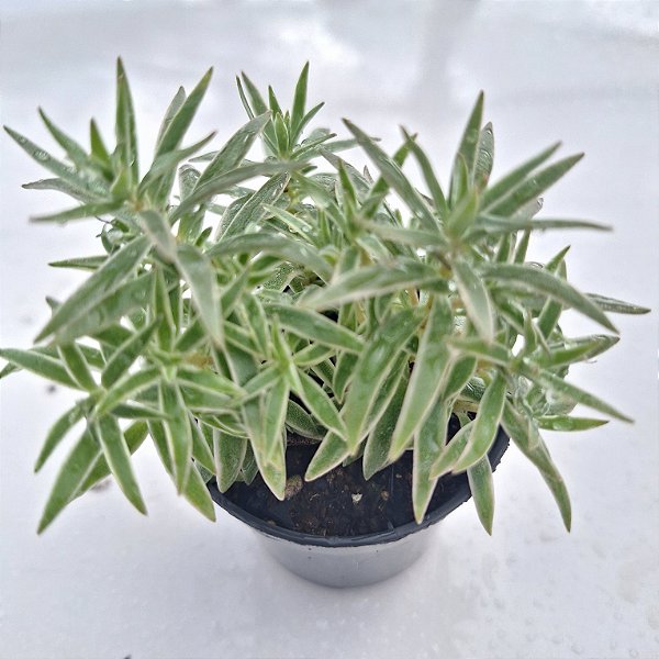 Sedum Lineare Variegata - Muda de Suculenta no tamanho de vaso 06.