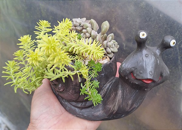 Sedum ouro- Muda de Suculenta no tamanho de vaso 06.