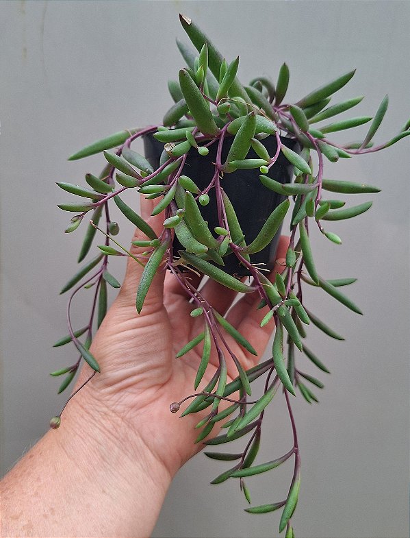 Colar de Ruby- Muda de Suculenta pendente no tamanho de vaso 09.