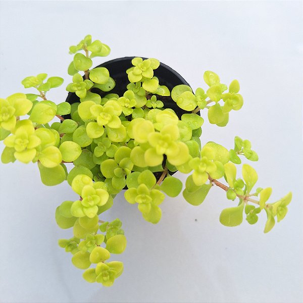Sedum Makinoi Amarelo - Muda de Suculenta no tamanho de vaso 06.