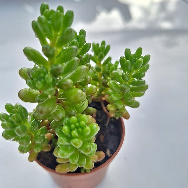 Sedum Redi Berry - Muda de Suculenta no tamanho de vaso 06.