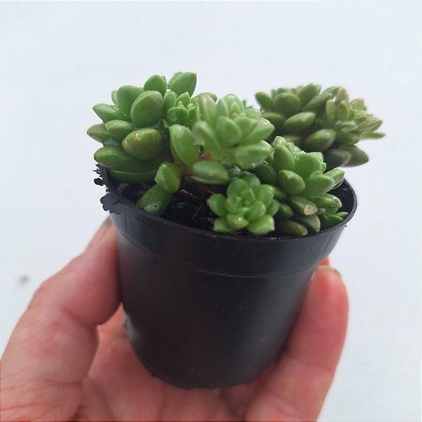 Sedum Little Gem - Muda de Suculenta no tamanho de vaso 06.