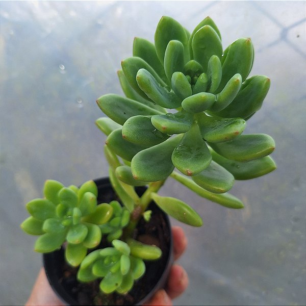Sedum Shangrila - Muda de Suculenta no tamanho de vaso 06.