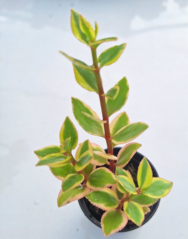 Crassula  variegata - Muda de Suculenta no tamanho de vaso 06.