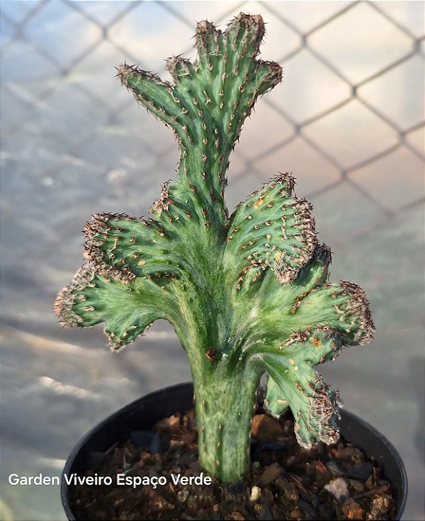 Cacto Rabo de sereia - Muda de Suculenta no tamanho de vaso 11.