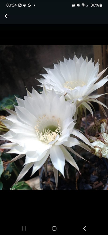Cacto  Flor Branca - Muda de Suculenta no tamanho de vaso 11.