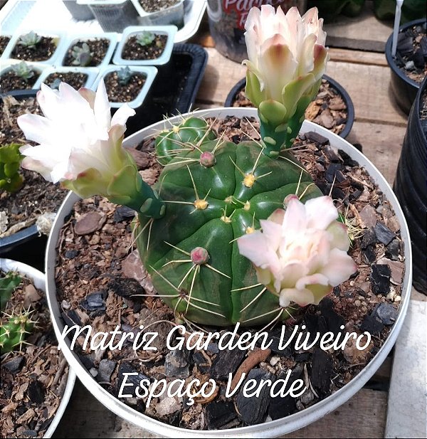 Cacto  Flor Rosa Muda de Suculenta no tamanho de vaso 11.