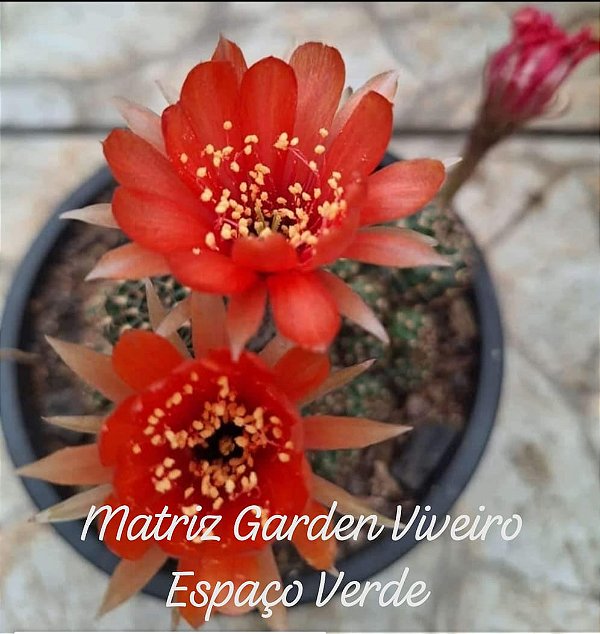 Cacto Lobivia - Muda de Suculenta no tamanho de vaso 09.