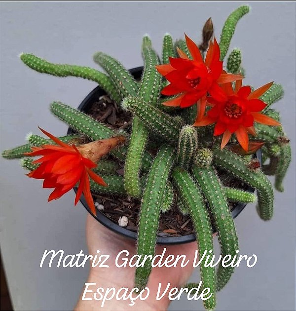 Cacto Amendoim - Muda de Suculenta no tamanho de vaso 09.