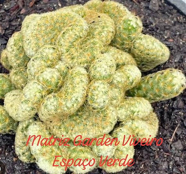 Cacto Cérebro - Muda de Suculenta no tamanho de vaso 09.