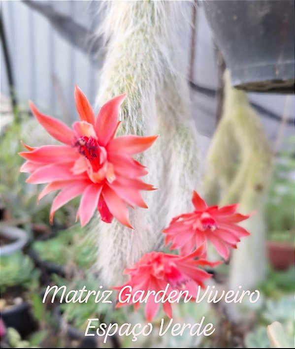 Cacto Rabo de Macaco - Muda de Suculenta no tamanho de vaso 09.