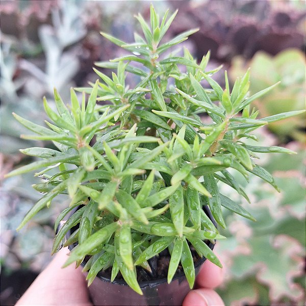 Sedum variegata - Muda de Suculenta no tamanho de vaso 06.