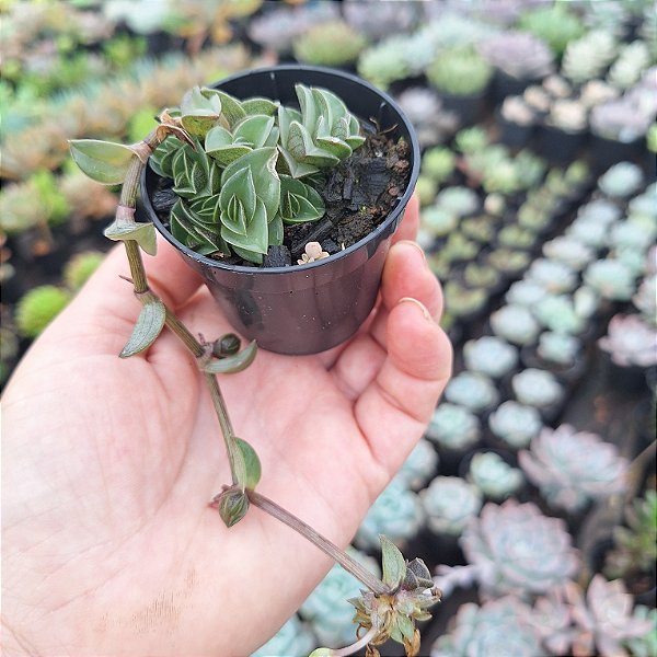 Crassula - Muda de Suculenta no tamanho de vaso 06.