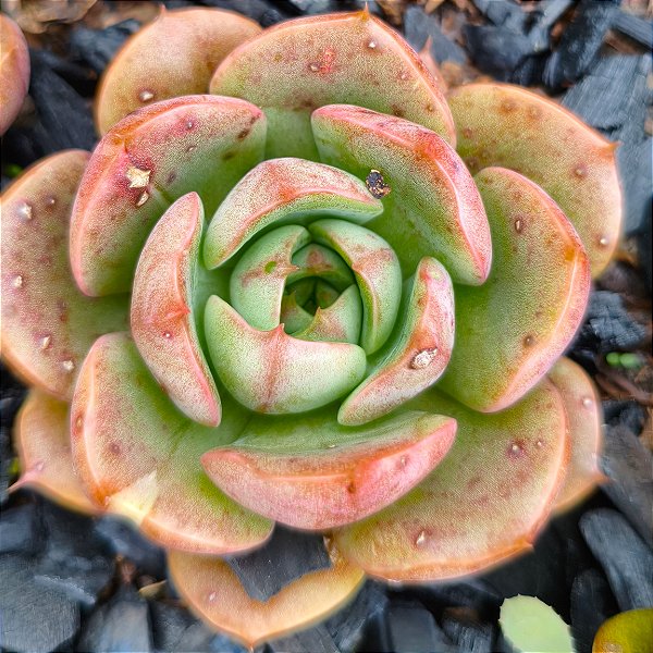 Echeveria Zoe