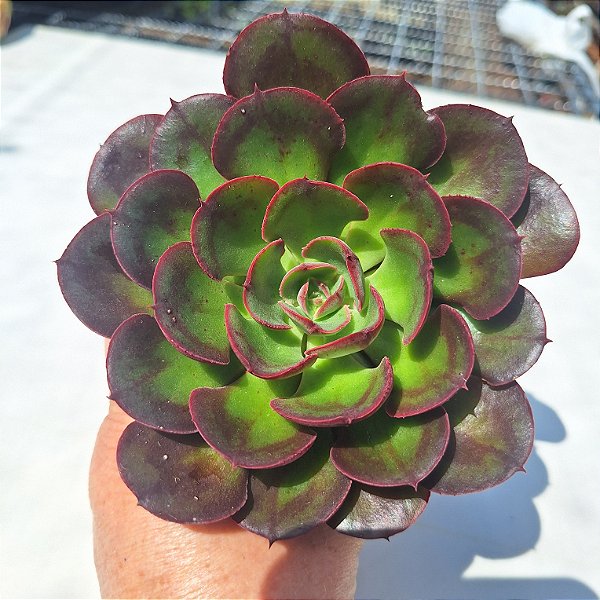 Echeveria  Rauber - Muda de Suculenta COMPACTA no tamanho de vaso 13.