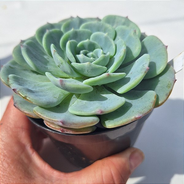 Echeveria Azulita - Muda de Suculenta COMPACTA no tamanho de vaso 09.