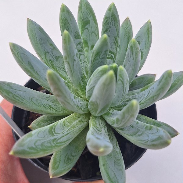 Dragon Claw- Muda de Suculenta COMPACTA no tamanho de vaso 09.