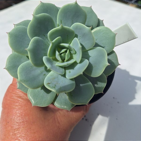 Columela - Muda de Suculenta COMPACTA no tamanho de vaso 09.