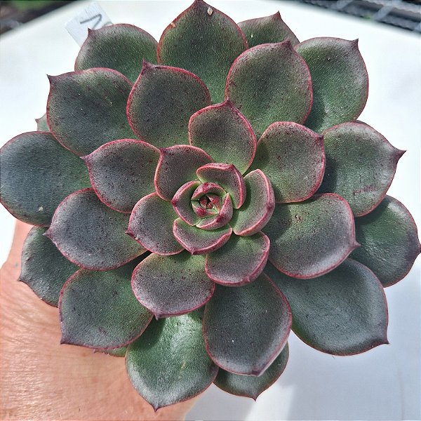 Nebulosa - Muda de Suculenta COMPACTA no tamanho de vaso 09.