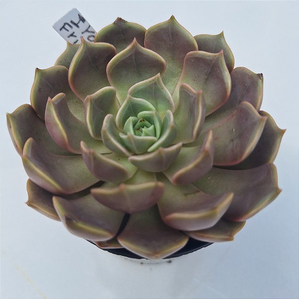 Iron Frist - Muda de Suculenta COMPACTA no tamanho de vaso 09.