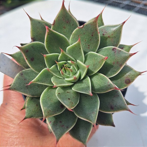 Lion Fish - Muda de Suculenta COMPACTA no tamanho de vaso 09.