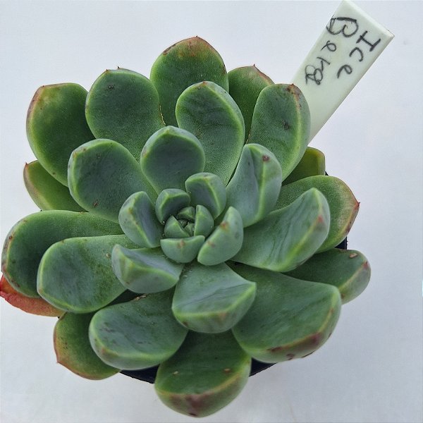 Ice Berg - Muda de Suculenta COMPACTA no tamanho de vaso 09.