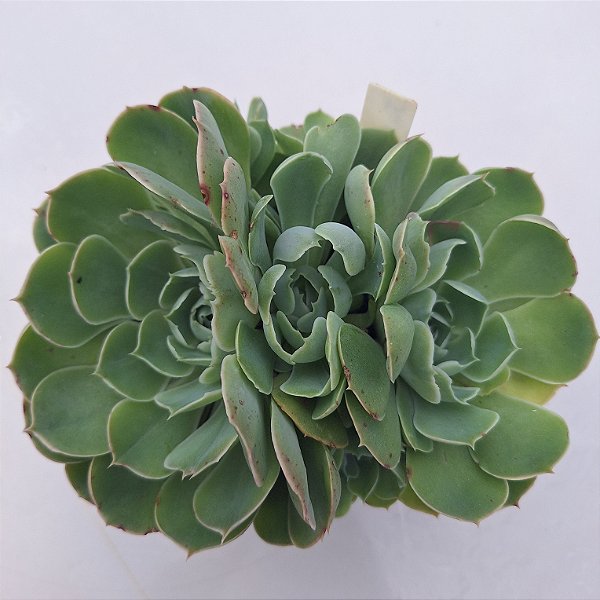 Judith Colônia - Muda de Suculenta COMPACTA no tamanho de vaso 13.