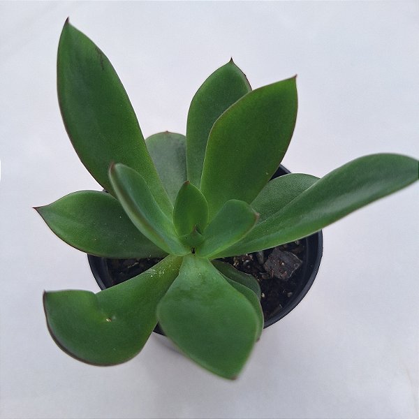 Echeveria Tinta - Muda de Suculenta COMPACTA no tamanho de vaso 09.
