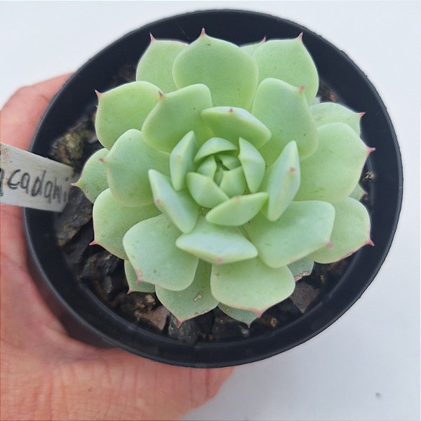 Echeveria Macadâmia - Muda de Suculenta COMPACTA no tamanho de vaso 09.