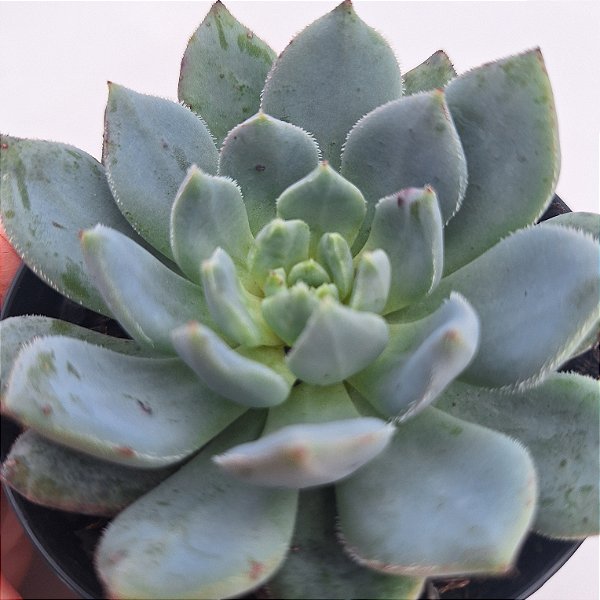 Echeveria Humberto Villa - Muda de Suculenta COMPACTA no tamanho de vaso 09.