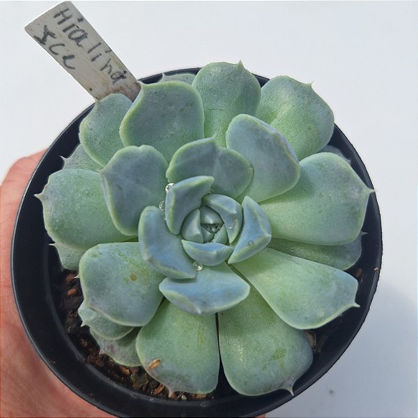 Echeveria Hialina Ice - Muda de Suculenta COMPACTA no tamanho de vaso 09.