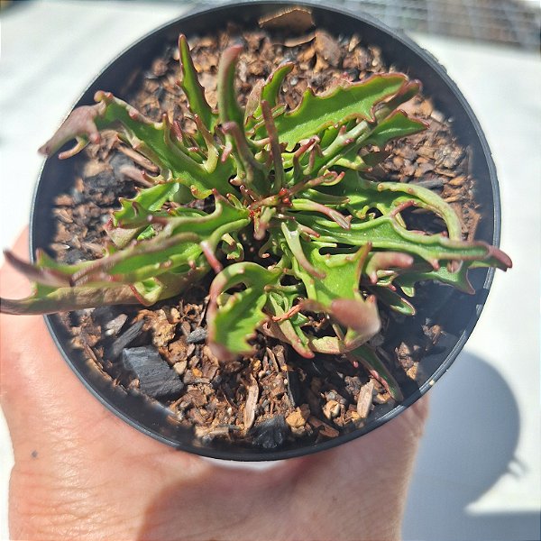Kalanchoe Tarantula - Muda de Suculenta COMPACTA no tamanho de vaso 09.